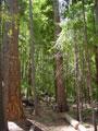 Large Tree Grove